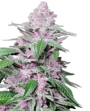 Purple Cookie Kush