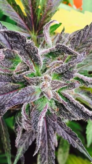 Purple Dream - Semillas Regulares