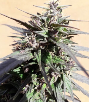Purple Haze 23 A5