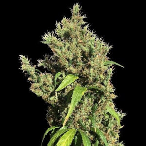 Purple Honduras Haze