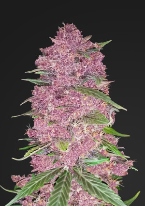 Six Shooter Auto » Fast Buds, Fast Buds - Autoflowering, Seeds