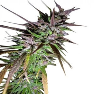 Purple Pakistani Haze
