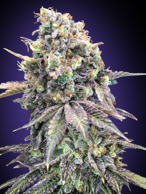 Elev8 Seeds: Star Punch (Hybrid)