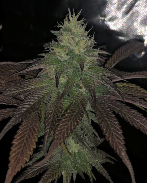 Purple Strawberry Sherbert