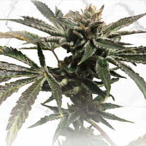 Purple Tangie x Birthday Cake