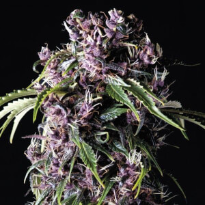 Purple by Pyramid Seeds