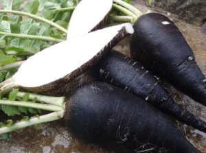 Organic Black Radish - Les Refardes