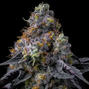 Rainbow Sherbet