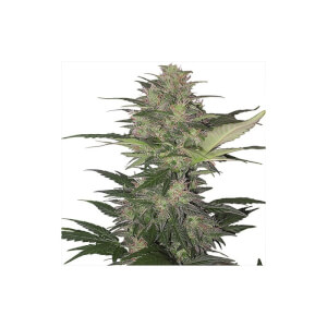 Red Dwarf automatic - Buddha Seeds 