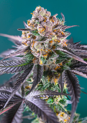 Red Strawberry Banana Auto