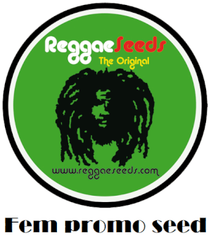 Reggae Seeds Feminizada Promo