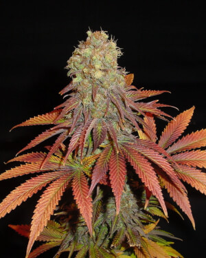 Rock Bud