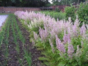 Clary Sage - Les Refardes 