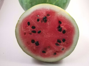 Bio-Landwassermelone - Les Refardes