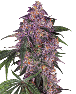 Sensi Purple Kush