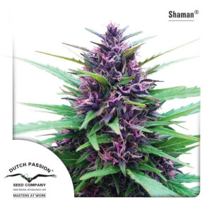 Shaman - regular seeds