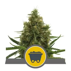 Shining Silver Haze