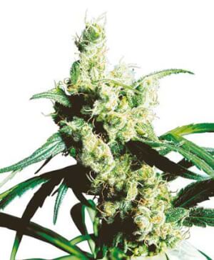 Super Silver Sour Diesel Haze By Connoisseur Genetics