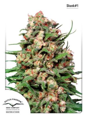 Skunk #1