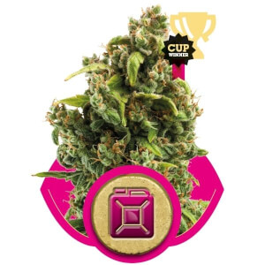 Sale of feminised cannabis seed Seedstockers Sour Diesel