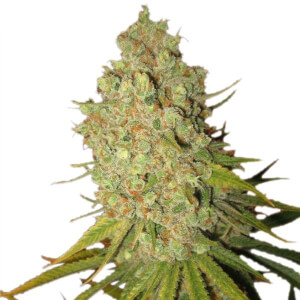 Special Kush 1