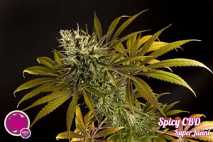 Spicy CBD / SuperJuani - Philosopher Seeds