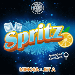 Spritz