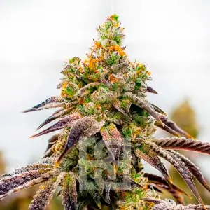 Spritzer Cannabis Extraction