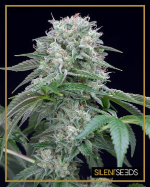 Starfire OG