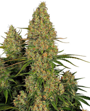 Sensi Seeds Sticky Orange XXL Auto