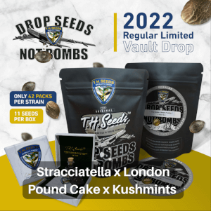 Stracciatella x London Pound Cake x Kushmints - Regular