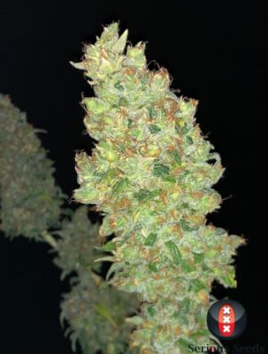 Strawberry Akeil by Serious Seeds