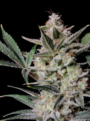Strawberry Gorilla Auto
