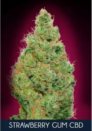 Strawberry Gum CBD