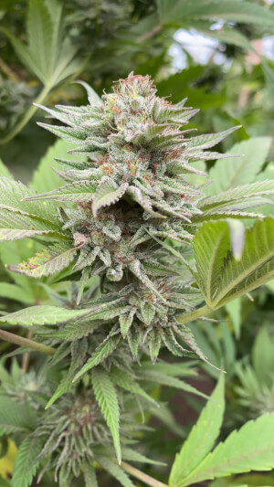 Strawberry Haze Auto