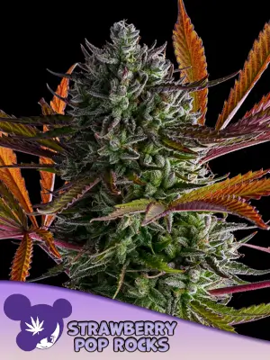 Strawberry Pop Rocks