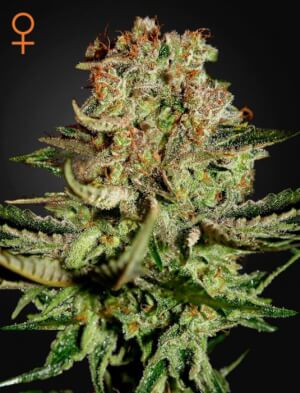 Super Bud