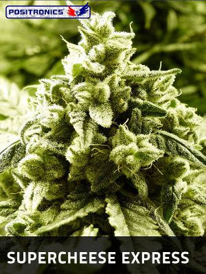 Super Cheese Express