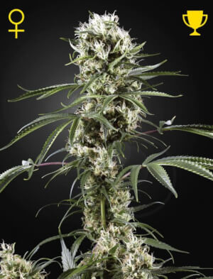 super-lemon-haze_1620_1_.jpg