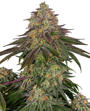 Sweet Cherry Kush