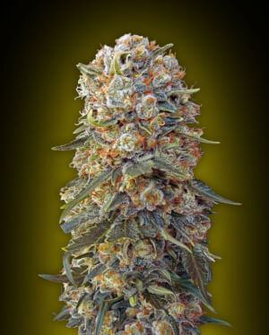 Sweet Critical