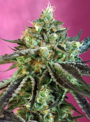 Sweet Nurse Auto CBD