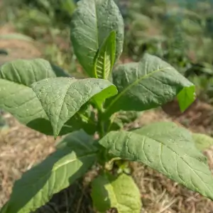 Tabaco Golden Harvest