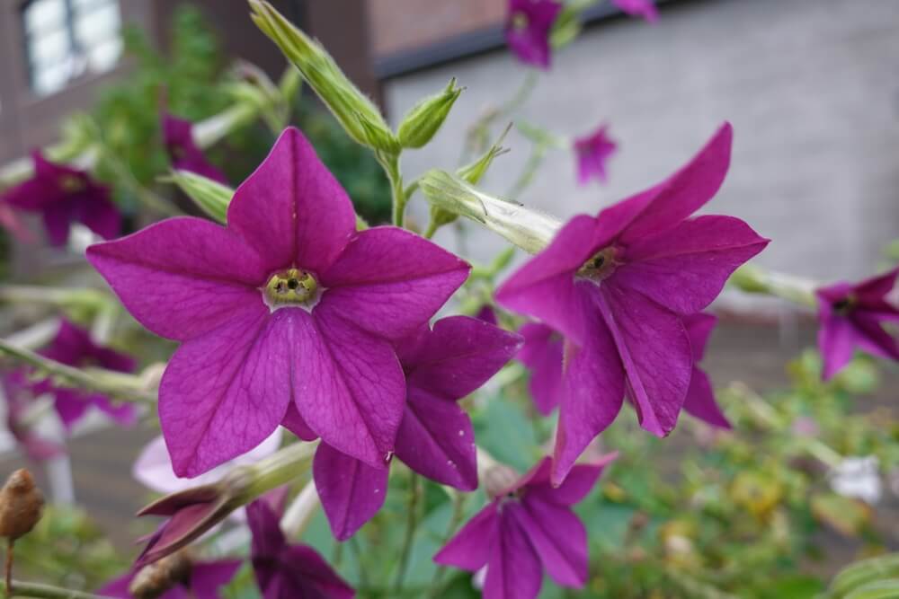 Purple Perfume Tobacco