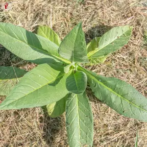 Small Stalk Black MammothTabak