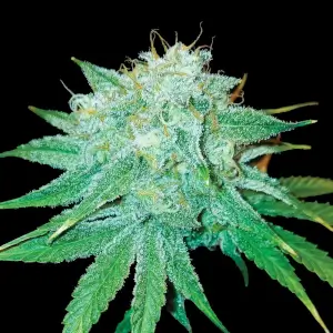 The Stinking Rose