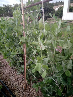 Organic Tirabeques Pea - Les Refardes