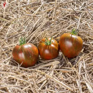 Black and Brown Boar tomato - Kokopelli