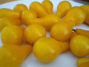 Organic Yellow Bulb Tomato -  Les Refardes