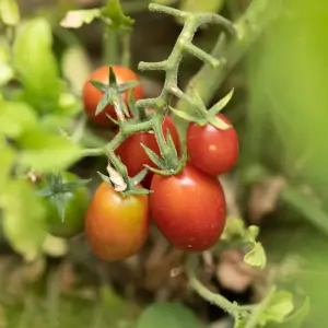 Tomate Cerise Rose Whippersnapper Kokopelli